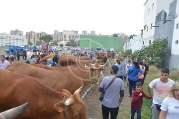 La feria de ganado, atractivo principal de la jornada matutina en Jinámar (Foto Antonio Alí y Francisco Javier Santana)